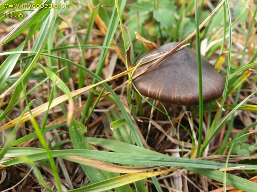 Entoloma sericeum - 