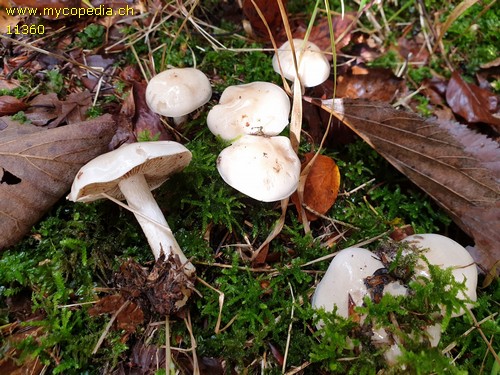 Hebeloma velutipes - 