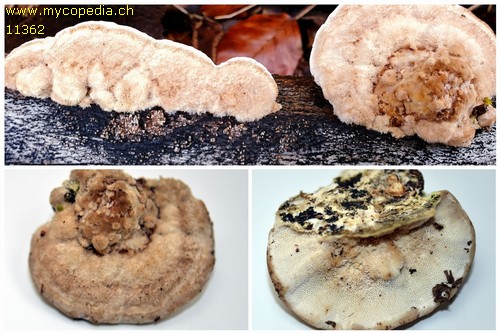 Trametes hirsuta - 