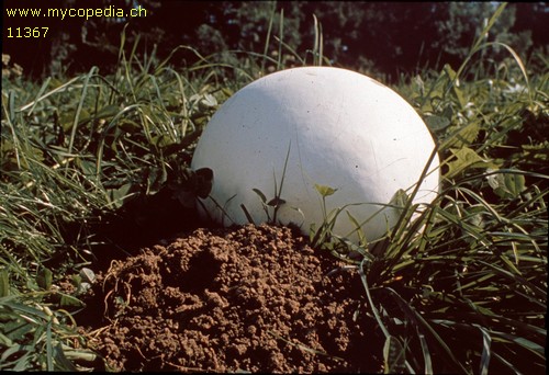 Calvatia gigantea - 