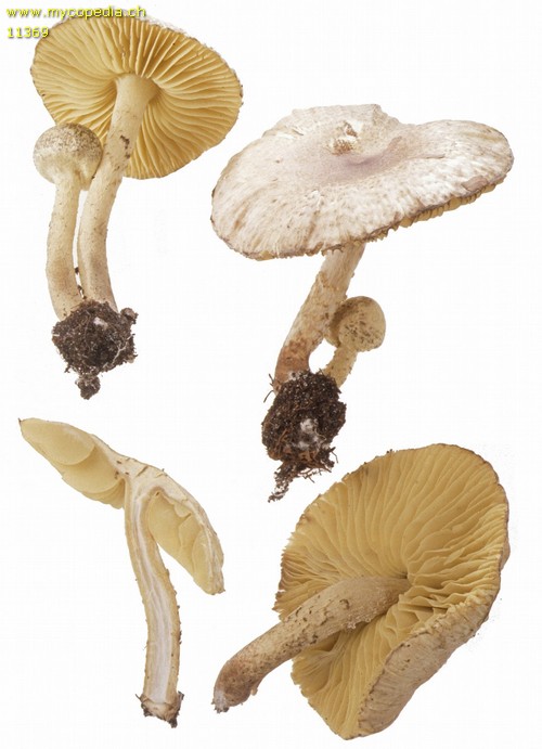 Lepiota xanthophylla - 