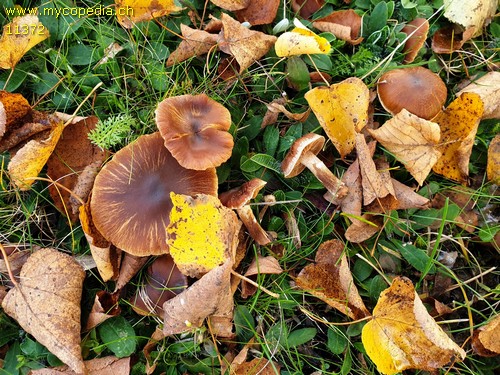 Cortinarius hinnuleus - 