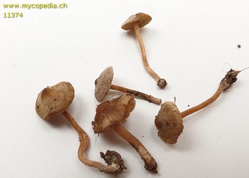 Inocybe petiginosa - 