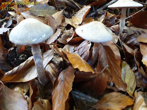 Cortinarius emunctus - 