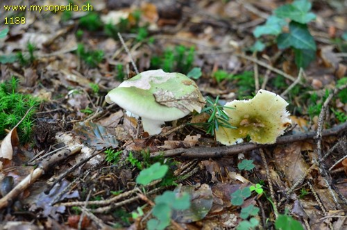 Russula heterophylla - 