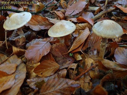 Cortinarius emunctus - 