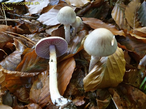 Cortinarius emunctus - 