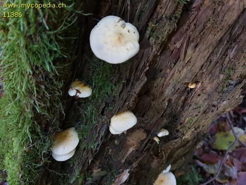 Hygrophoropsis aurantiaca - 