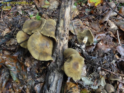 Cortinarius melanotus - 