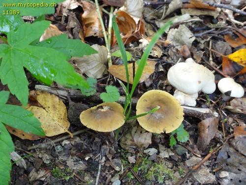 Cortinarius olivaceofuscus - 