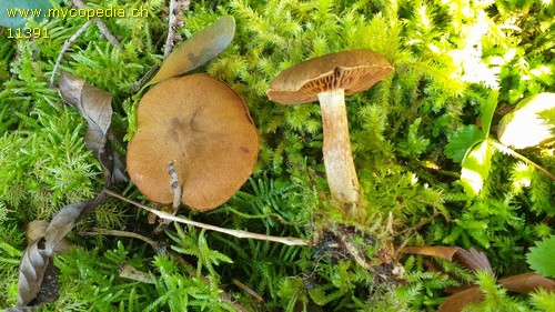 Cortinarius venetus var. montanus - 