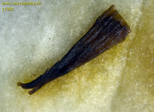 Anthina flammea - 