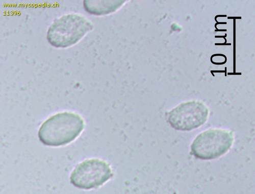 Rhodophana nitella - Sporen - Wasser  - 
