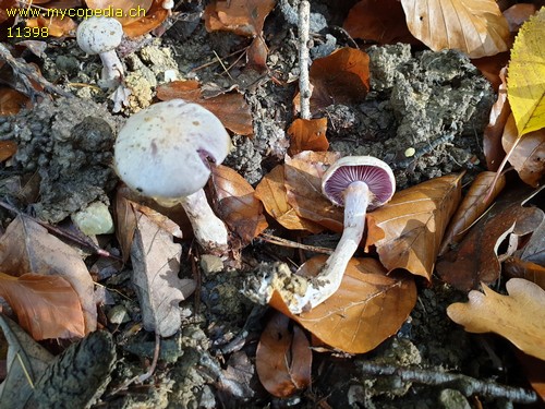 Cortinarius emunctus - 