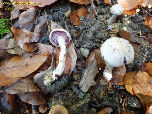 Cortinarius emunctus - 