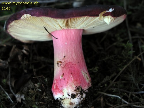 Russula xerampelina - 