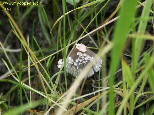 Coprinopsis cinerea - 