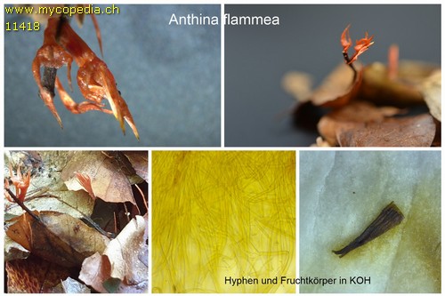 Anthina flammea - 