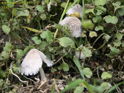 Coprinopsis cinerea - 