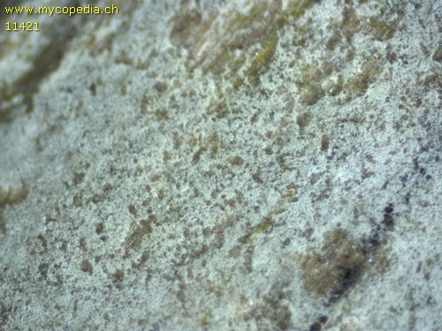 Athelia pyriformis - 