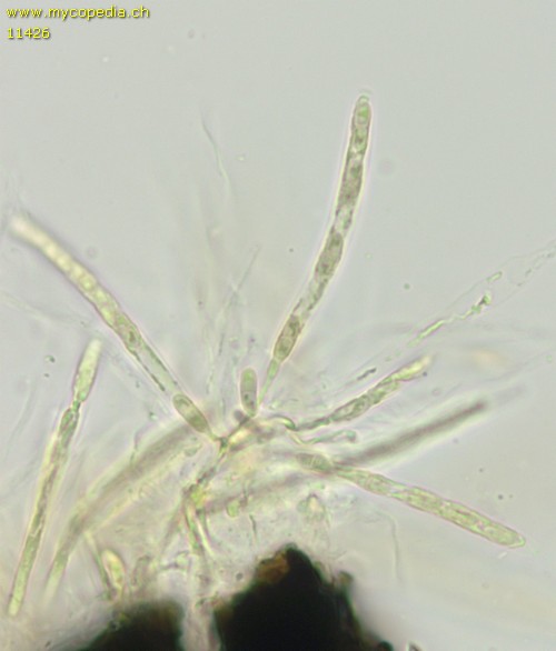 Mycosphaerella - 