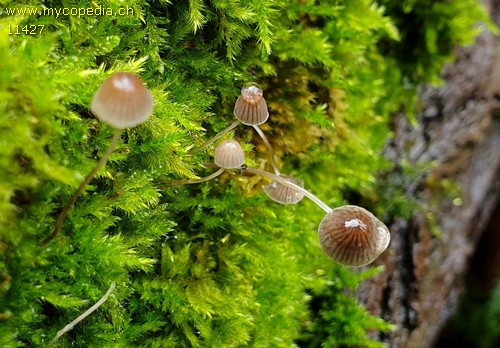 Mycena filopes - 