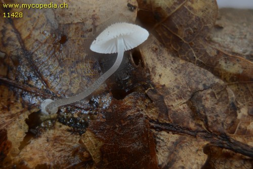 Mycena stylobates - 