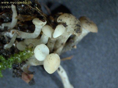 Cudoniella acicularis - 