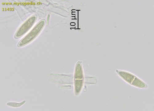 Cudoniella acicularis - 