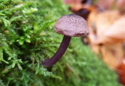 Entoloma tjallingiorum - 