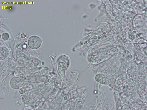 Mycena pseudocorticola - Sporen - Wasser  - 