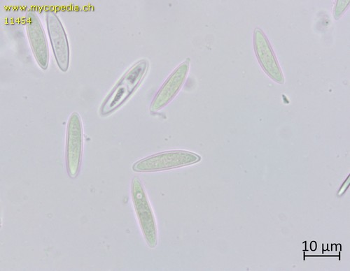 Cudoniella acicularis - 