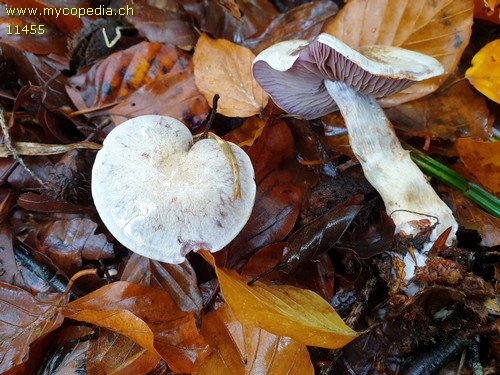 Cortinarius emunctus - 