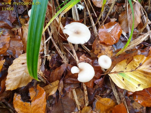 Clitocybe vibecina - 