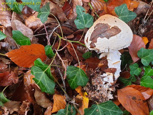 Lepiota ignivolvata - 