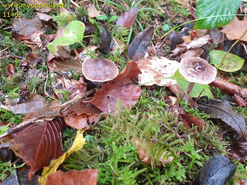 Cortinarius casimirii - 