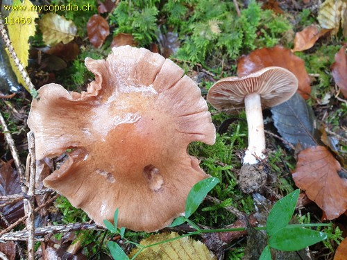 Cortinarius bovinus - 