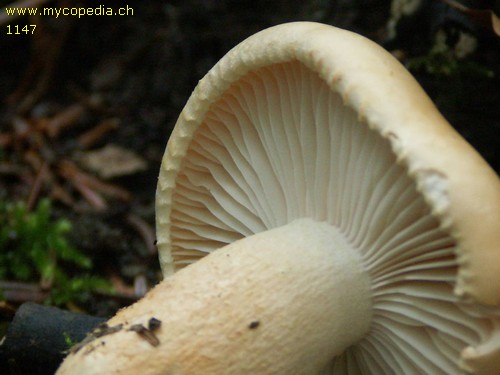 Hygrophorus pudorinus - 