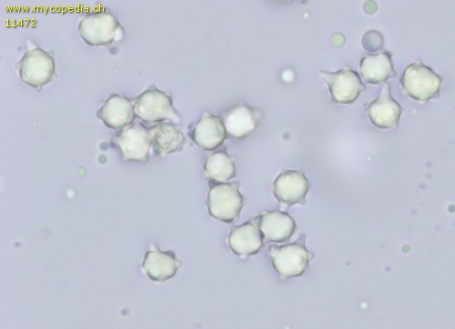 Mycenella bryophila - Sporen - Wasser  - 