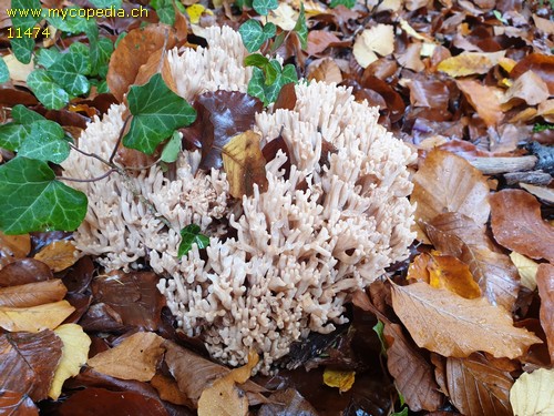 Ramaria flava - 