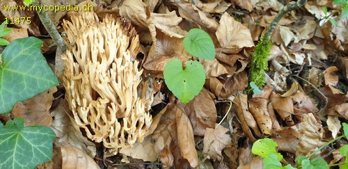 Ramaria flava - 