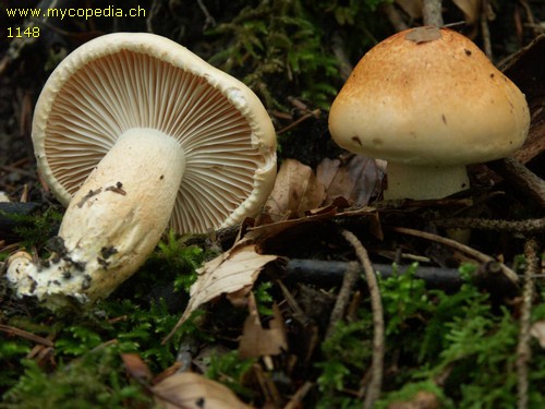 Hygrophorus pudorinus - 