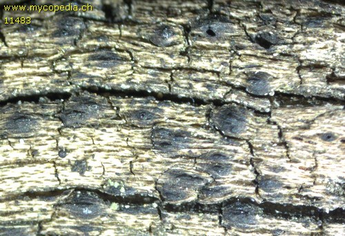 Lophiostoma compressum - 