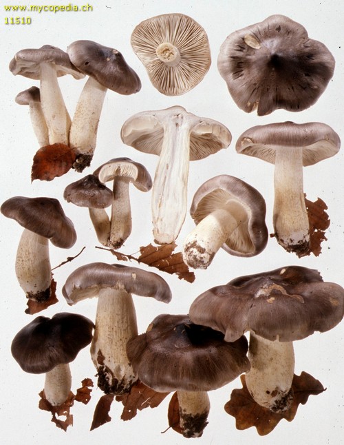 Tricholoma portentosum - 