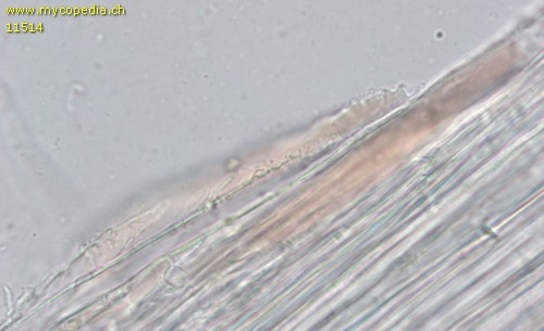 Mycena rosella - Kortikialschichthyphen - Wasser  - 