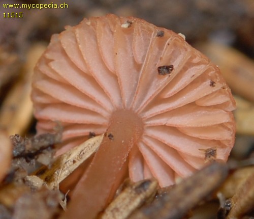 Mycena rosella - 