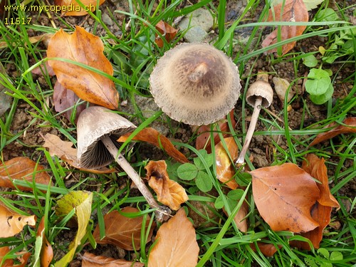 Panaeolus papilionaceus var. capitatocystis - 