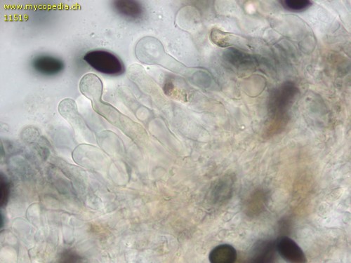 Panaeolus papilionaceus var. capitatocystis - Cheilozystiden - 