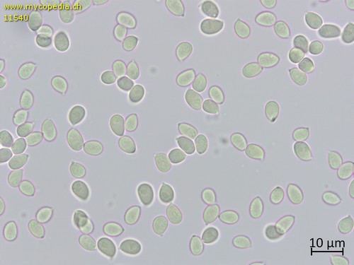 Arrhenia oniscus - Sporen - Melzers  - 