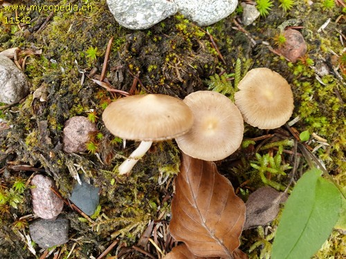 Inocybe fuscidula - 